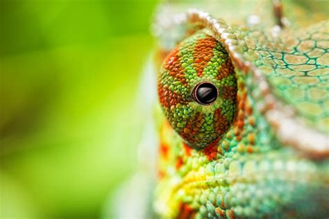 Closeup photography of Chameleon HD wallpaper | Wallpaper Flare