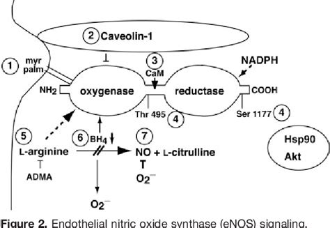 Vasodilation disorder | Semantic Scholar