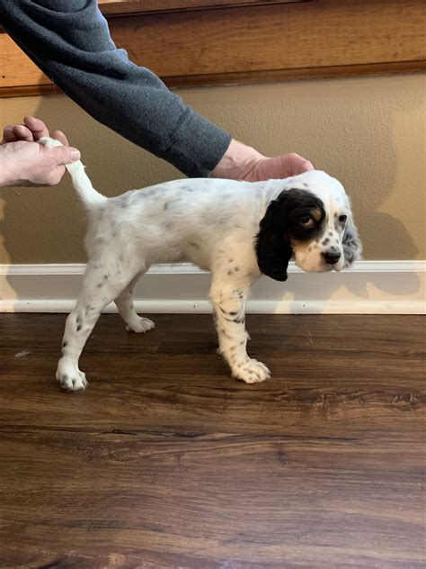 FDSB English Setter puppies for sale | Michigan Sportsman - Online ...