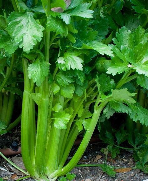 Planting and Growing Guide for Celery (Apium sp.)