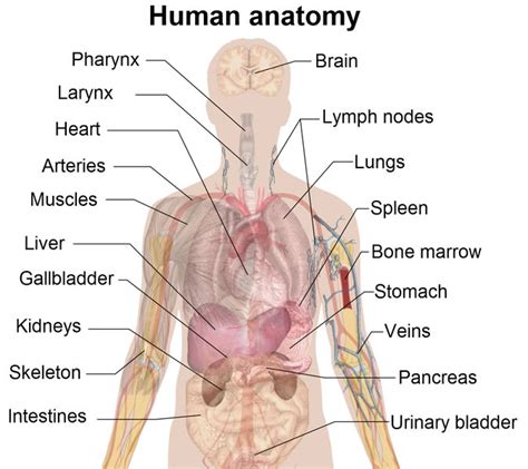 21 Cool Facts About The Human Body