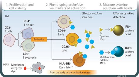 T Cell Activation Cell and Cytokine Profiling Kit - Intellicyt