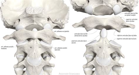 Anatomy Standard - Drawing Atlanto-occipital and atlanto-axial joints ...