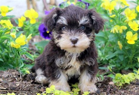 Pippy | Schnoodle Puppy For Sale | Keystone Puppies | Schnoodle puppy ...