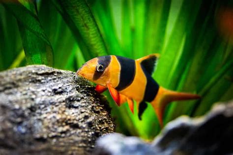 The Perfect Clown Loach Tank Mates