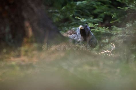 Wild European Beaver in the Beautiful Nature Habitat in Czech Republic ...