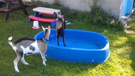 goat kids playing - YouTube