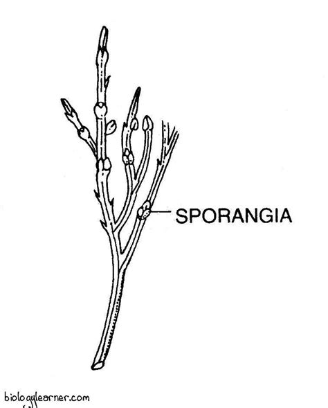 Psilotum: Distribution, Structure, Reproduction