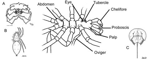 Structure - Sea Spiders - Kyler & John