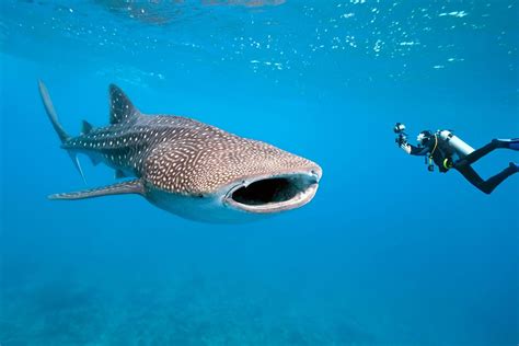 Actions for the protection and conservation of the Whale Shark - Carlos ...