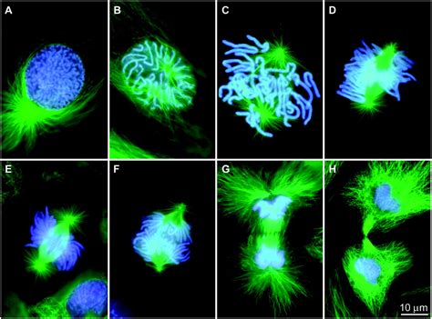 Mitosis Through the Microscope: Advances in Seeing Inside Live Dividing ...