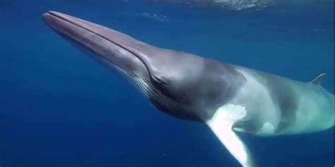 Minke Whale Facts, Habitat, Diet, Life Cycle, Baby, Pictures