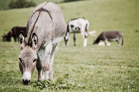 The Legend of the Donkey's Cross - Courageous Christian Father