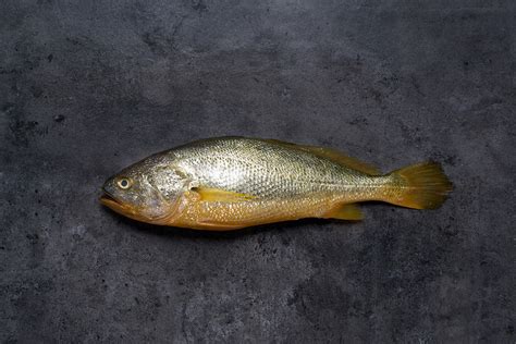 Yellow Croaker Fish - Seafood Delicacy