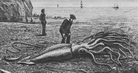 Maximum size of giant squid remains a mystery | Science News