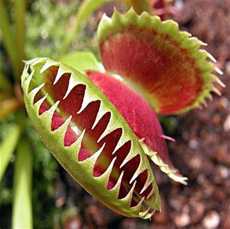 Venus Flytrap Seeds, Mosquitoes Fly Insects Carnivorous Plants, 100pcs ...