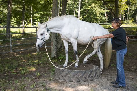 Make Your Own Trail Obstacles - Your Horse Farm