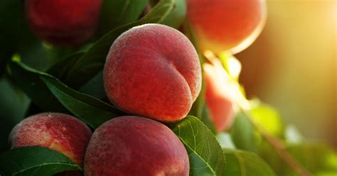 How to Grow and Care for a Dwarf Peach Tree