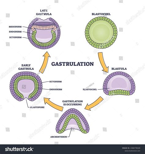 Gastrula