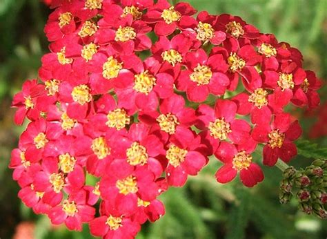 Pharma show : Top Constituents and Uses of Achillea flowers (Yarrow and ...