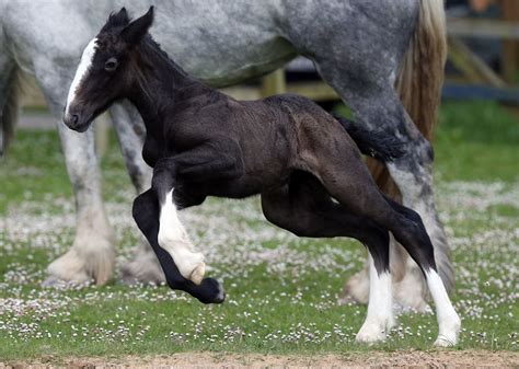 Shire Horse Breed Information, History, Videos, Pictures