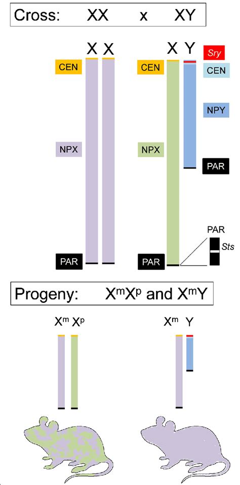 Major parts of the mouse X and Y chromosomes. Top: The 170-Mb X ...