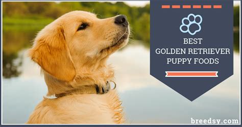 Incredible Best Food For Golden Retriever Puppy With Sensitive Stomach ...