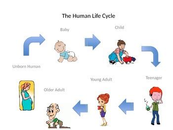 Human Life Cycle by Shannon's School Shop | TPT