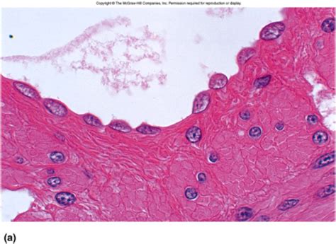 Serous Membrane Histology