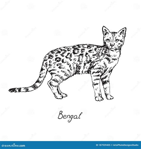 Bengal, Cat Breeds Illustration With Inscription, Hand Drawn Doodle ...