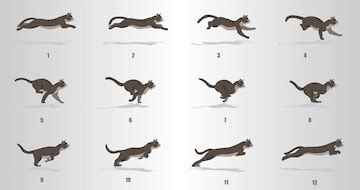 Premium Vector | Cat Run cycle animation sequence