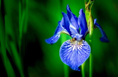 Iris Meaning and Symbolism in the Language of Flowers - Petal Republic