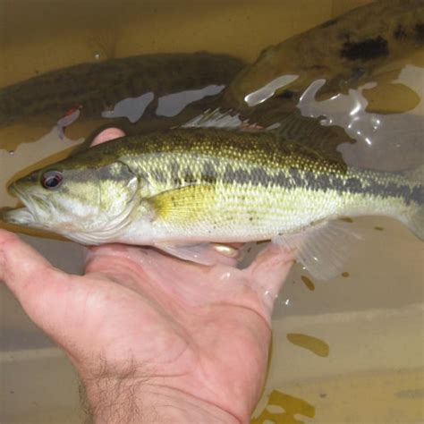 26 Types of Bass Species (ID + Pictures) - Pond Informer