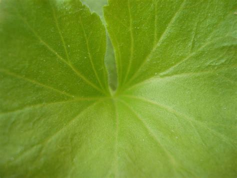 Free photo: Green leaf texture - Close-up, Closeup, Fresh - Free ...