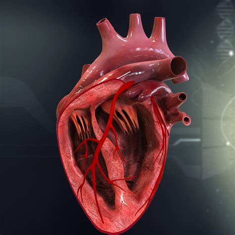 3d human heart anatomy model