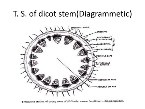 SOLUTION: Anatomy of dicot stem - Studypool