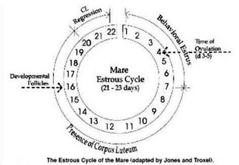 Understanding the Mare's Heat Cycle Chart (2022)