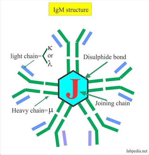 Immunoglobulin Electrophoresis (Ig), Immunoglobulins IgG, IgA, IgD, IgE ...