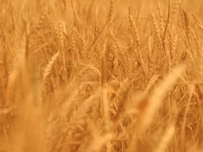 Golden Wheat Background | Videos2Worship | WorshipHouse Media