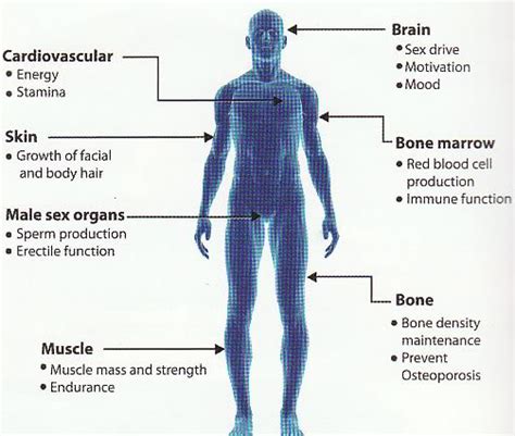 Testosterone Boosters • Bodybuilding Wizard