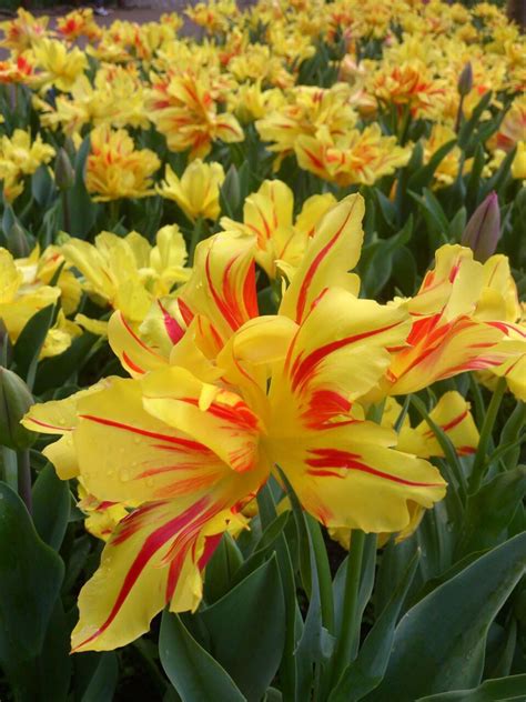 Field of yellow flowers with red Yellow Flowers, Plants, Plant, Planets