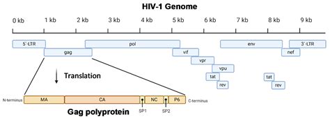 Hiv Virus Structure Animation