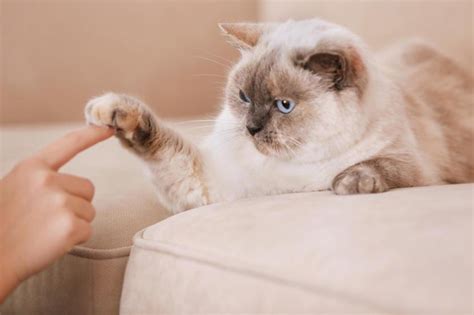 Cat Scratch Fever: Symptoms, Causes, and Treatment