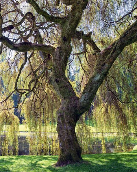 Weeping Willow, 44% OFF | www.elevate.in