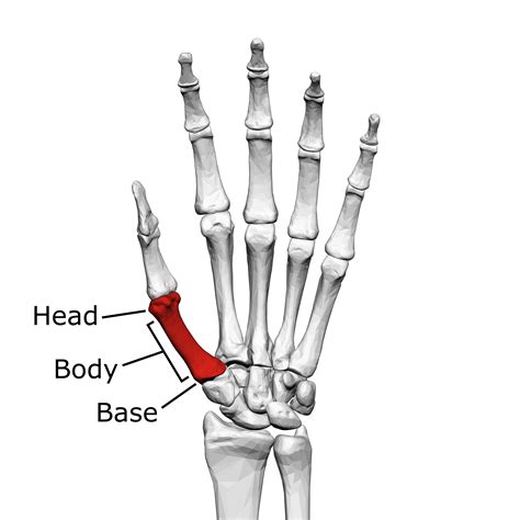 Metacarpophalangeal joint of the thumb