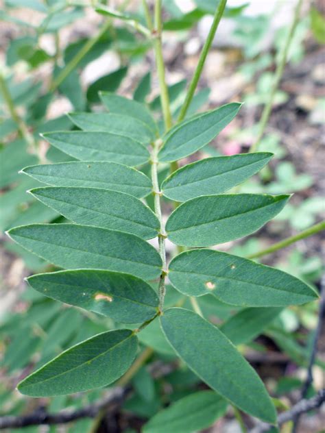 Pinnate leaf - photos of Hedysarum Occidentale, Fabaceae