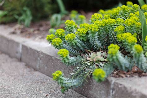 Euphorbia: Plant Care & Growing Guide