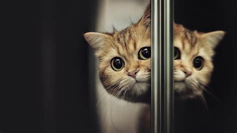 Download Muzzle Reflection Animal Cat 4k Ultra HD Wallpaper