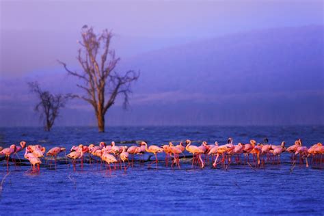 Lake Nakuru National Park – The Ultimate Guide | Kenya Safaris