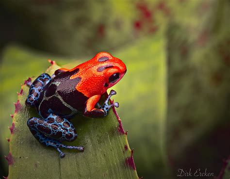 Red Blue Poison Dart Frog Photograph by Dirk Ercken - Fine Art America